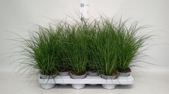 <h4>Carex brunnea</h4>