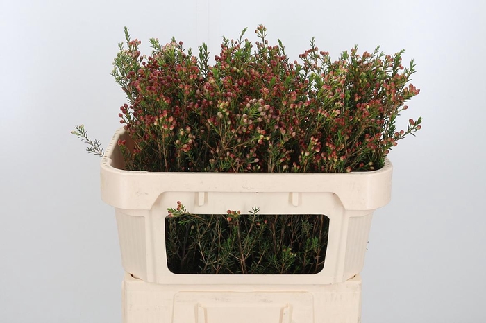 <h4>Chame Adi Bes</h4>