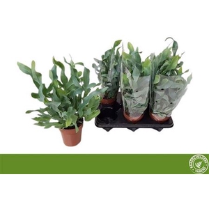 Phlebodium aureum 'Blue Star'