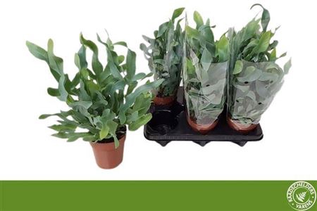 <h4>Phlebodium aureum 'Blue Star'</h4>