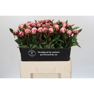 Paeonia Sarah Bernhardt