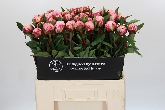Paeonia Sarah Bernhardt