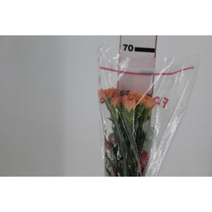 CRAVO HERMES ORANGE 060 CM