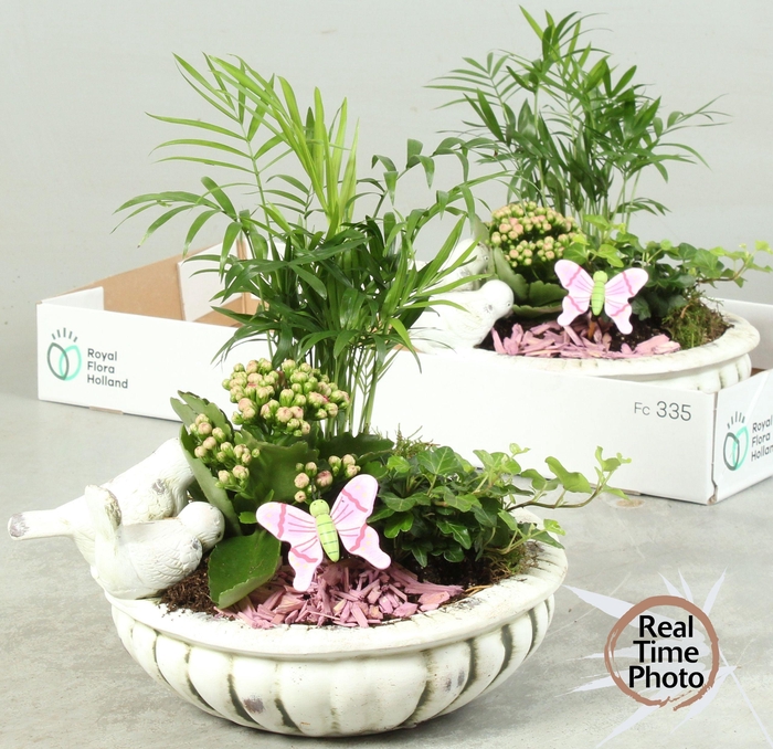 <h4>ARR KAMERPL</h4>