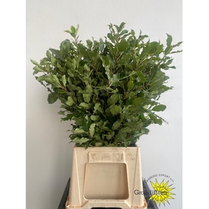 Pittosporum Green
