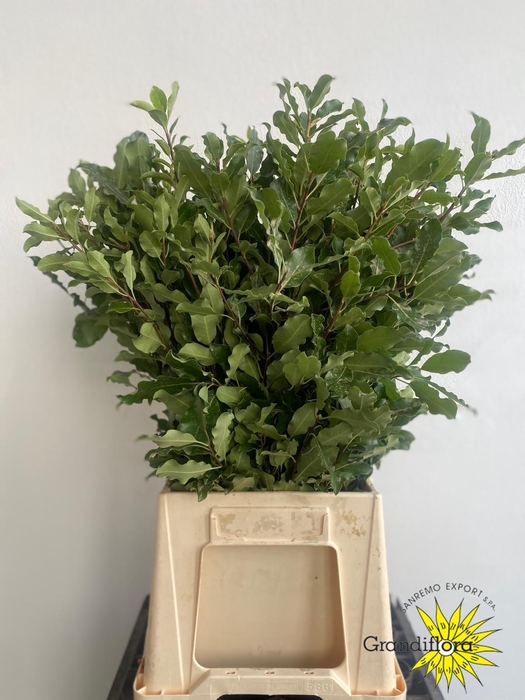 <h4>Pittosporum Green</h4>