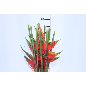 HELICONIA BIHAI