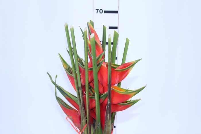 HELICONIA BIHAI