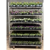 arr8 Perkpl Mixk 6srt 1soort Per Tray
