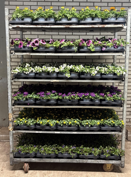 arr8 Perkpl Mixk 6srt 1soort Per Tray