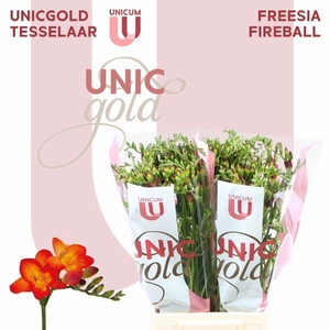 Freesia enk Fireball