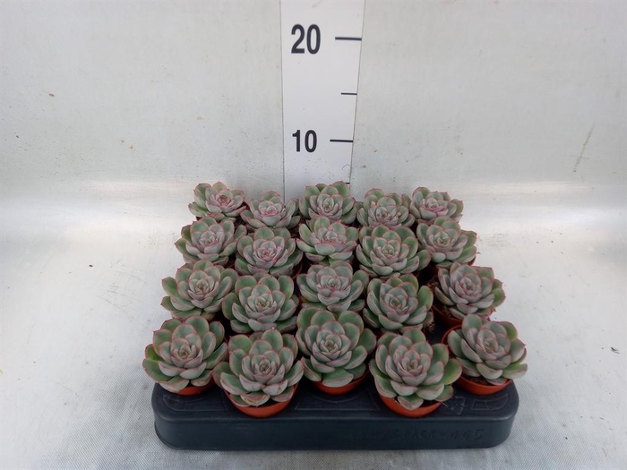 <h4>Echeveria ...</h4>