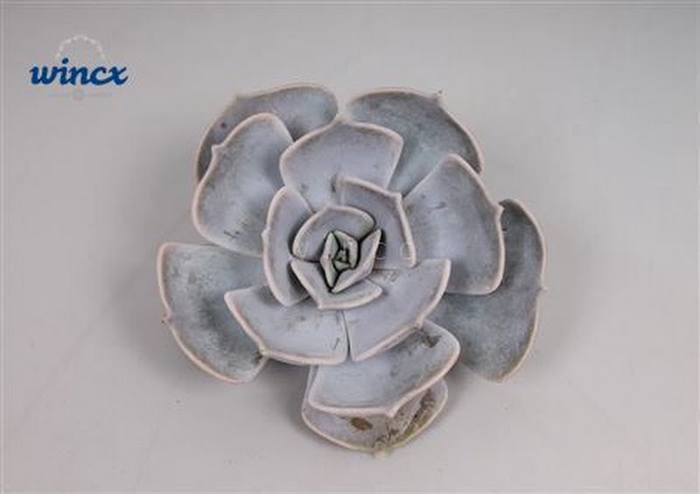 <h4>Echeveria Lilacina Cutflower</h4>