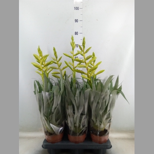 Tillandsia oerstediana