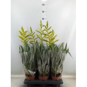 Tillandsia oerstediana