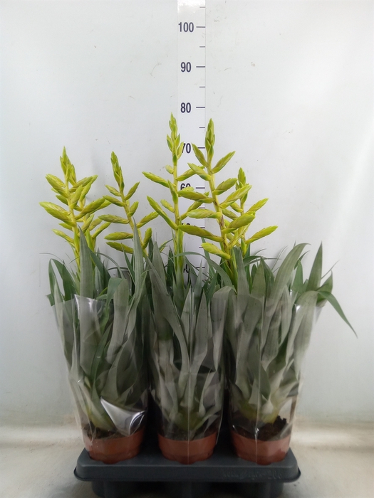 <h4>Tillandsia oerstediana</h4>