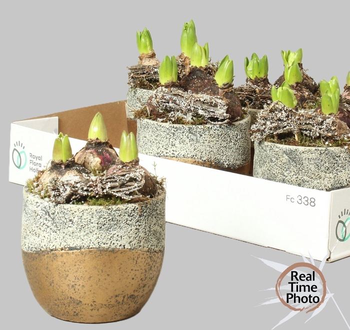 <h4>ARR HYACINTH</h4>