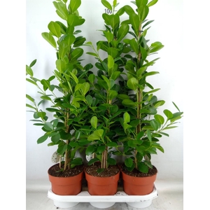 Ficus microcarpa 'Moclame'