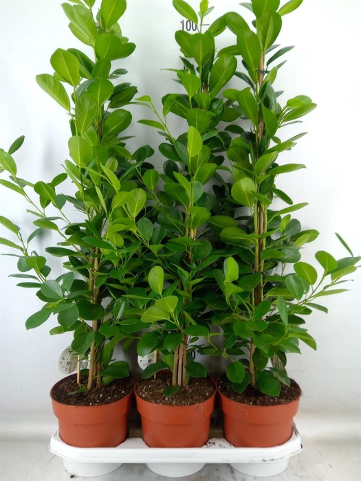 <h4>Ficus microcarpa 'Moclame'</h4>