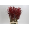 Bromelia Red Paloma