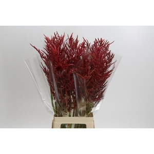 Bromelia Red Paloma