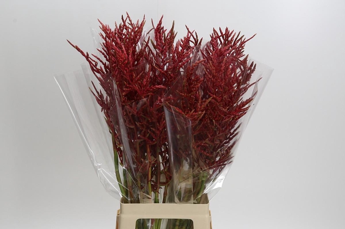 <h4>Bromelia Red Paloma</h4>