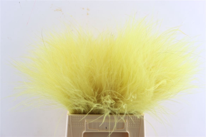 Dried Stypha Yellow(10 Toef) Bunch