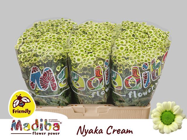 <h4>Chr San Madiba Nyaka Cream</h4>