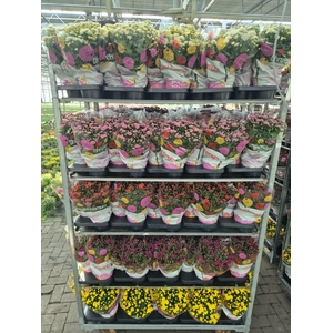 CHRYS GARDEN MUMS GM