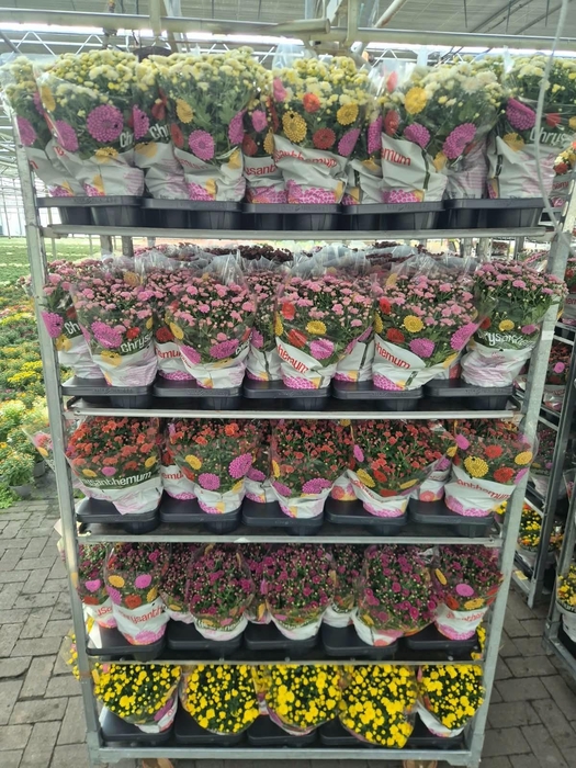 <h4>CHRYS GARDEN MUMS GM</h4>