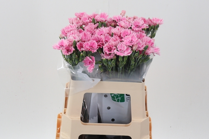<h4>Di Fiorino Iris</h4>