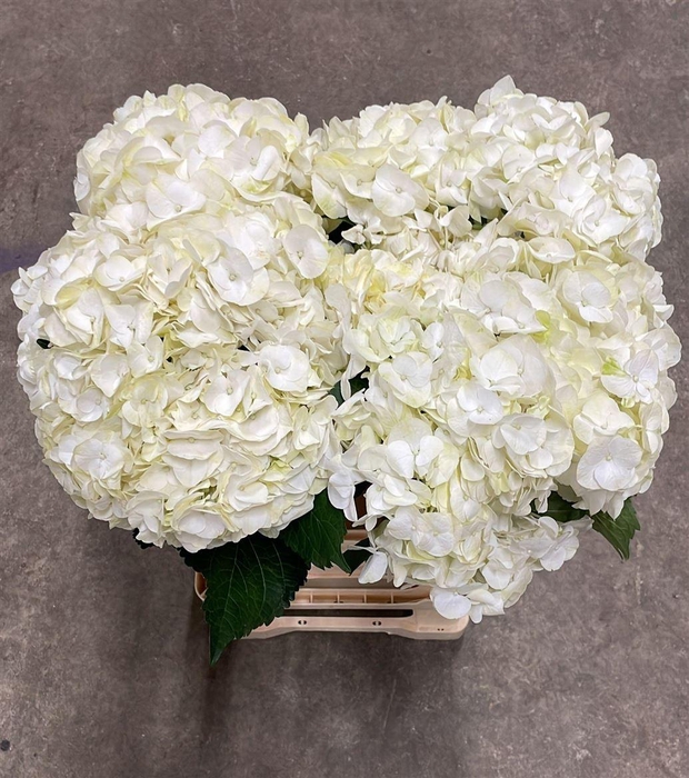 <h4>Hydr M Bianca</h4>