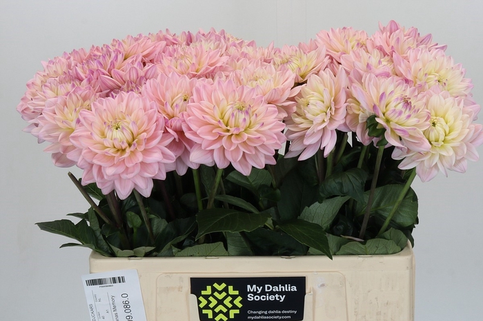 <h4>Dahlia Dianas Memory</h4>