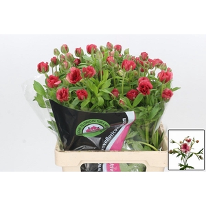 RAN N MODERN ENERGIA