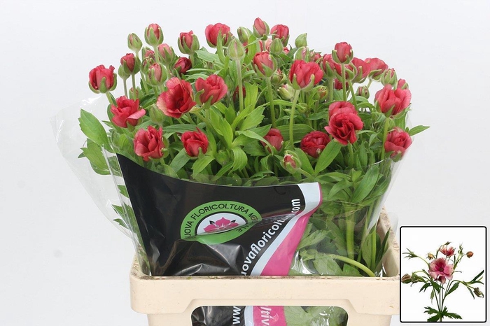 <h4>RAN N MODERN ENERGIA</h4>