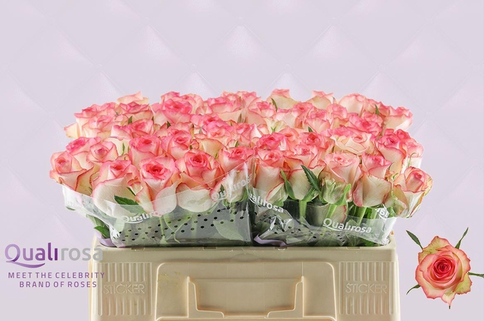 <h4>R Gr Jumilia</h4>