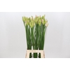 Nerine Bicolor Bionce