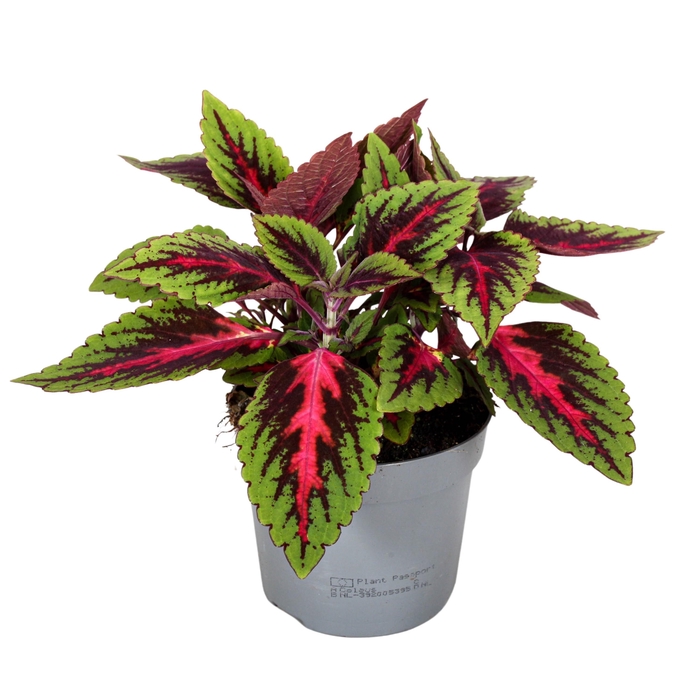 <h4>Coleus Ruby Road</h4>