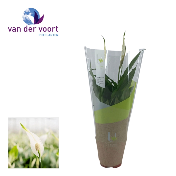 <h4>Spathiphyllum 12 cm Torelli Ultimo</h4>