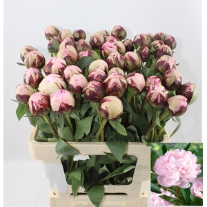 PAEO L REINE HORTENS