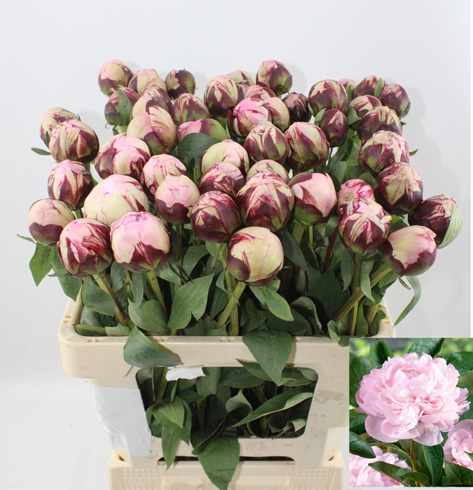 <h4>PAEO L REINE HORTENS</h4>