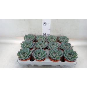 Echeveria  'Apus'