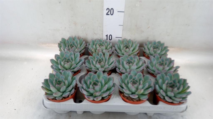 <h4>Echeveria  'Apus'</h4>
