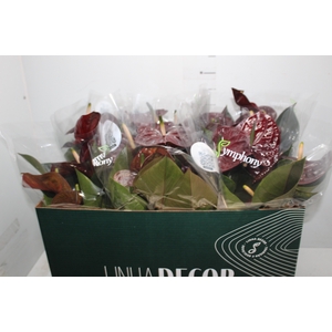 ANTHURIUM GIANT CHOCOLATE P17