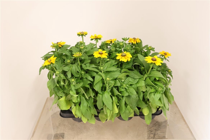 <h4>Rudbeckia Hirta Toto</h4>