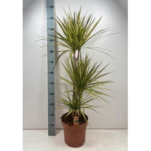 Dracaena marg. 'Sunray'