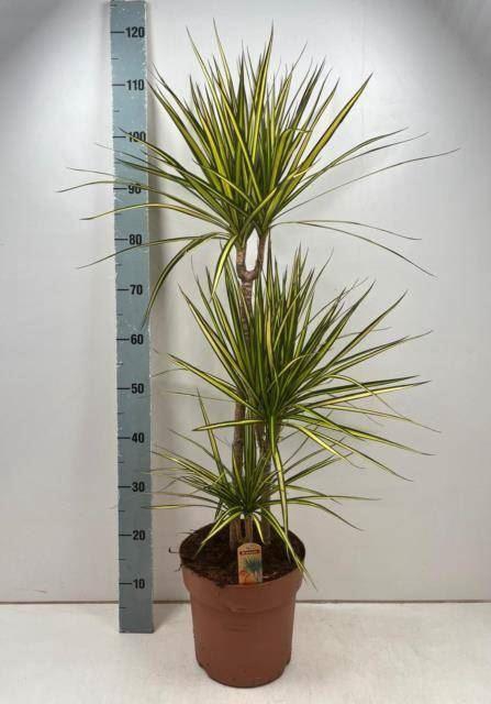 <h4>Dracaena marg. 'Sunray'</h4>