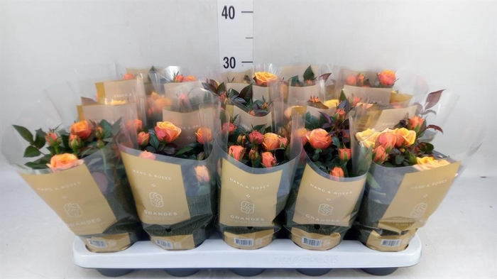 <h4>Rosa  'Firebird Kordana Grande'</h4>
