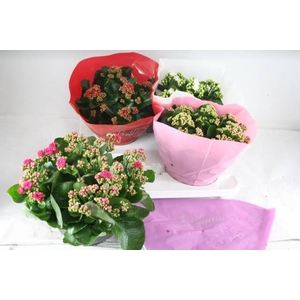 Kalanchoe Blossfeldiana Calandiva mix 23Ø 27cm