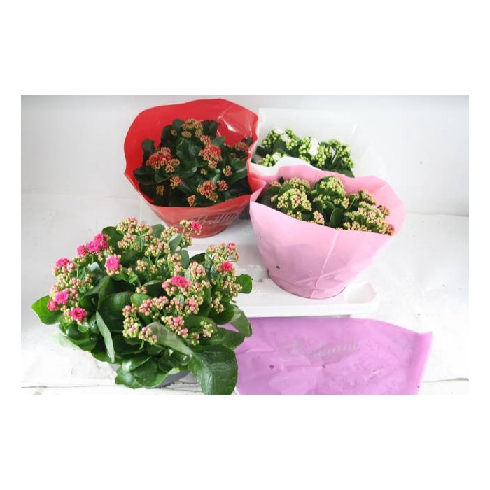 <h4>Kalanchoe Blossfeldiana Calandiva mix 23Ø 27cm</h4>